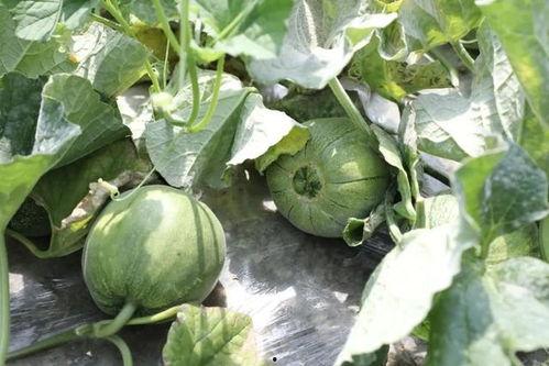 绿 吃瓜,揭秘绿色生活与娱乐文化新风尚