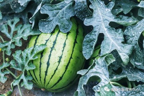 绿 吃瓜,揭秘绿色生活与娱乐文化新风尚