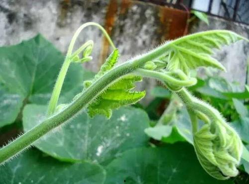 吃兰瓜的功效,天然保健品，健康生活新选择