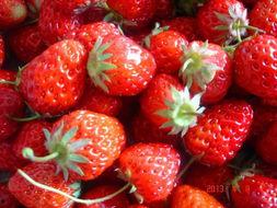 草莓瓜可以吃吗,美味可口的天然水果，你了解多少？