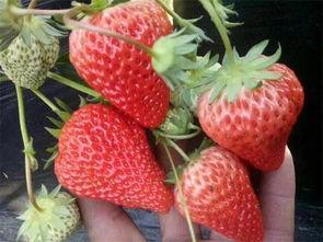 草莓瓜可以吃吗,美味可口的天然水果，你了解多少？