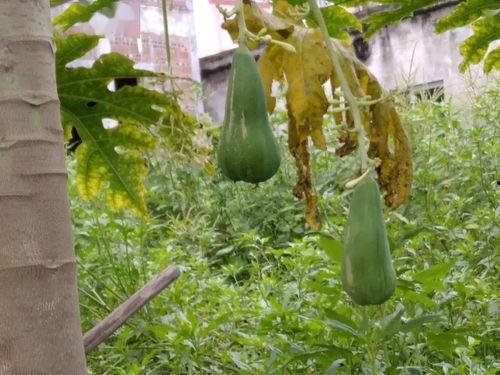 围观吃瓜壁纸,揭秘网络热图的背后故事