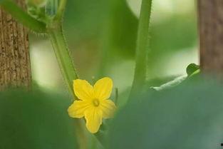 吃瓜礼花,揭秘娱乐圈的甜蜜与苦涩