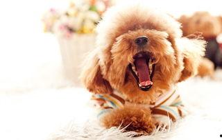 泰迪吃方瓜呕吐,宠物饮食安全引关注