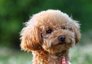 泰迪吃方瓜呕吐,宠物饮食安全引关注