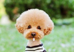 泰迪吃方瓜呕吐,宠物饮食安全引关注