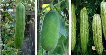 吃瓜叶虫,揭秘蔬菜田间的“隐形杀手”