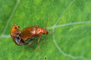 吃瓜叶虫,揭秘蔬菜田间的“隐形杀手”