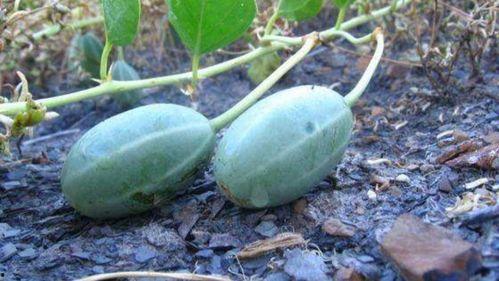 福寿瓜根可以吃吗,可食用之谜揭秘