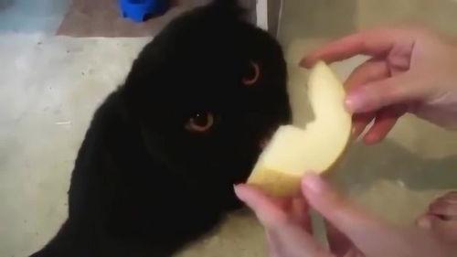 猫 吃哈密瓜,哈密瓜的甜蜜诱惑