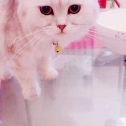 猫 吃哈密瓜,哈密瓜的甜蜜诱惑