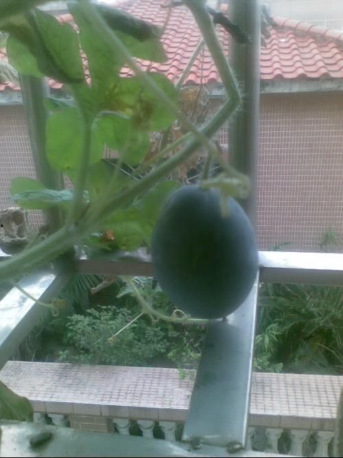 天台上吃瓜视频