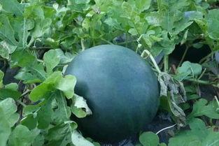 天台上吃瓜视频