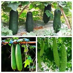 吃瓜高手的视频