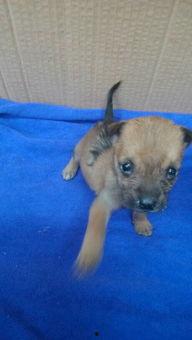 狗狗吃小乳瓜好吗怎么吃,狗狗食用小乳瓜的适宜性与正确喂食方法