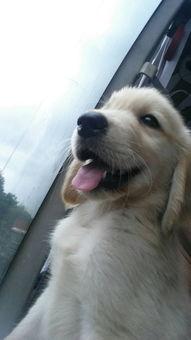 狗狗吃小乳瓜好吗怎么吃,狗狗食用小乳瓜的适宜性与正确喂食方法