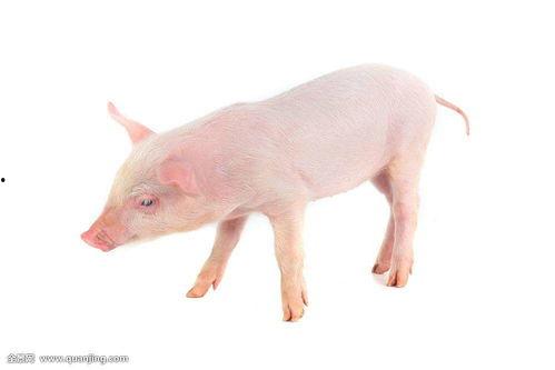 好端端的猪吃瓜