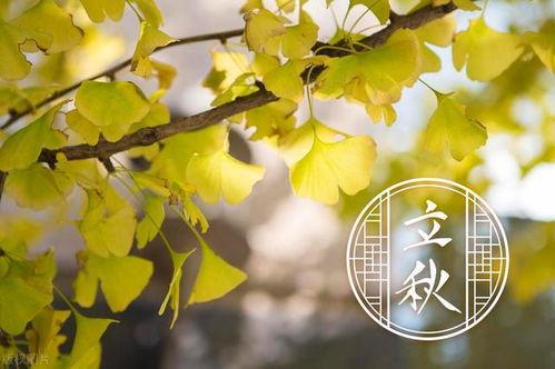 立秋吃秋瓜好处,揭秘秋瓜的五大益处