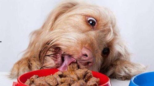 狗站树上吃瓜,狗狗的独特“餐桌”体验