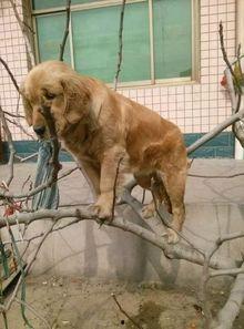 狗站树上吃瓜,狗狗的独特“餐桌”体验