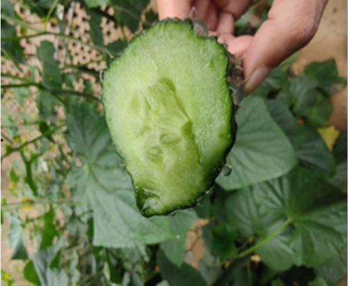 大人吃瓜的寓意,揭秘职场生存智慧与人际关系的微妙平衡