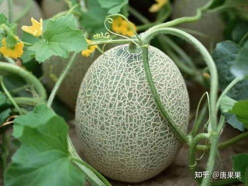 吃新疆的瓜,探寻新疆特色瓜果的魅力