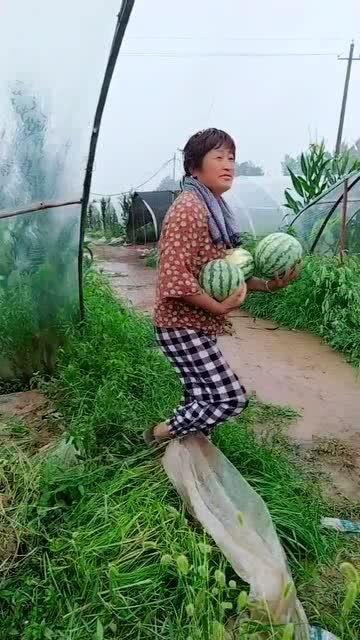 没人进去摘瓜吃,探寻那片无人摘食的瓜田之谜