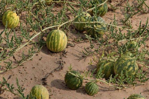 没人进去摘瓜吃,探寻那片无人摘食的瓜田之谜