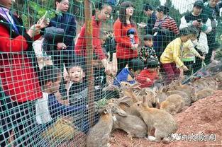 龙洞吃瓜,一场别开生面的吃瓜盛宴